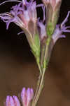 Shortleaf blazing star